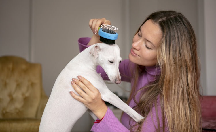 How to Take Care of Your Dog’s Coat and Skin